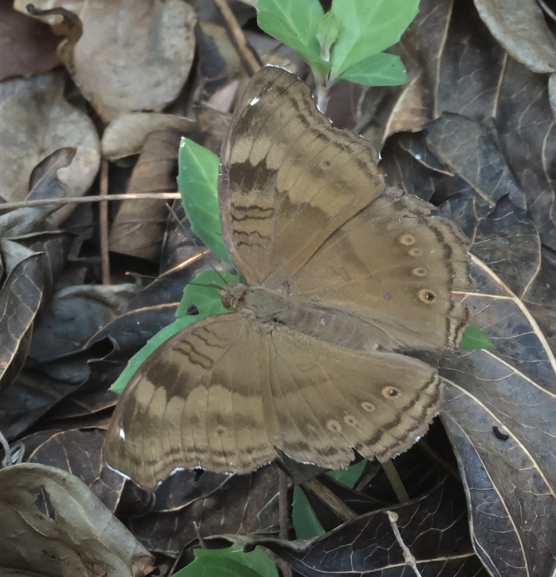 Chocolate Pansy