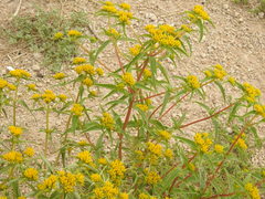 Flaveria campestris