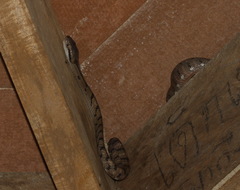 Boiga siamensis