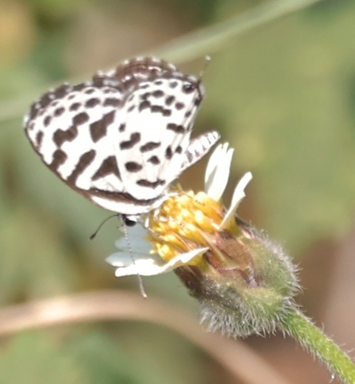 Common Pierrot