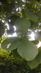 Tectona hamiltoniana