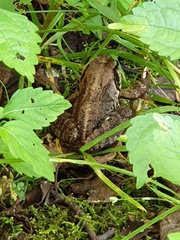 Rana ornativentris