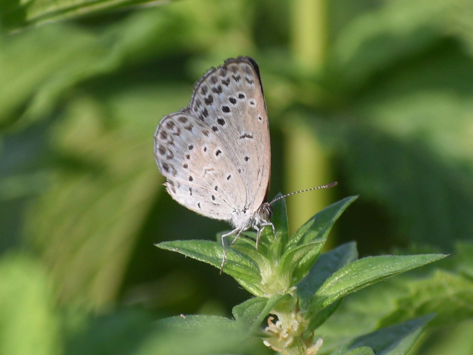 Pale Grass Blue