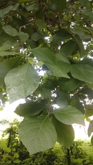 Tectona hamiltoniana