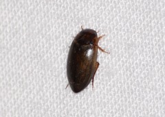 Copelatus chevrolati