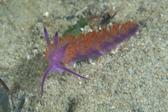Flabellina