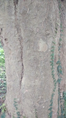 Tectona hamiltoniana