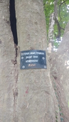 Tectona hamiltoniana