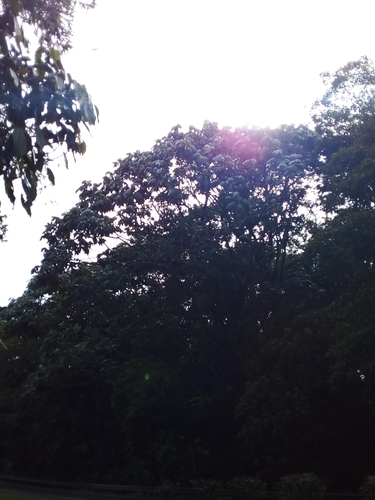 Cecropia telealba (Cecropia telealba)