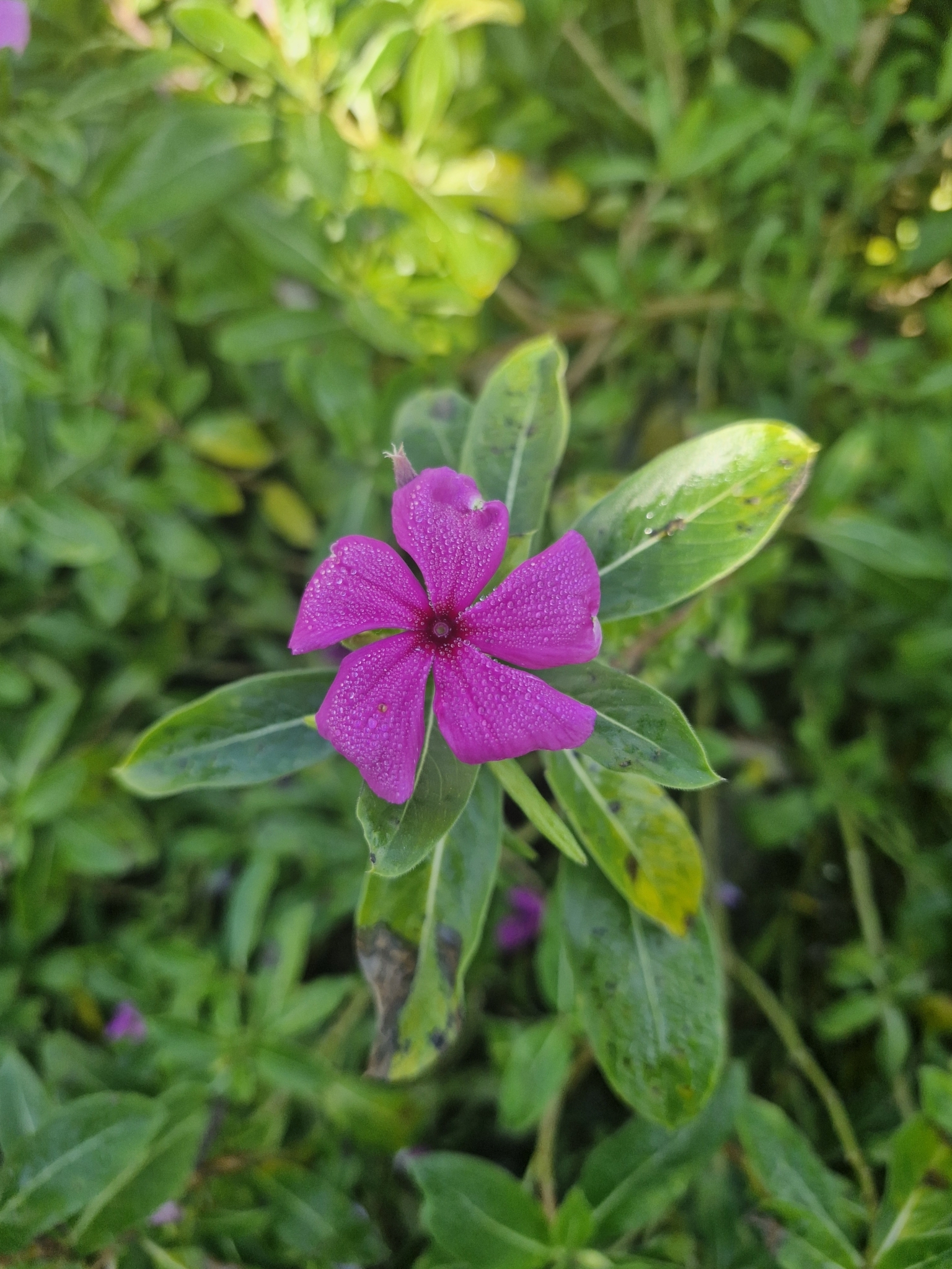 Catharanthus roseus
