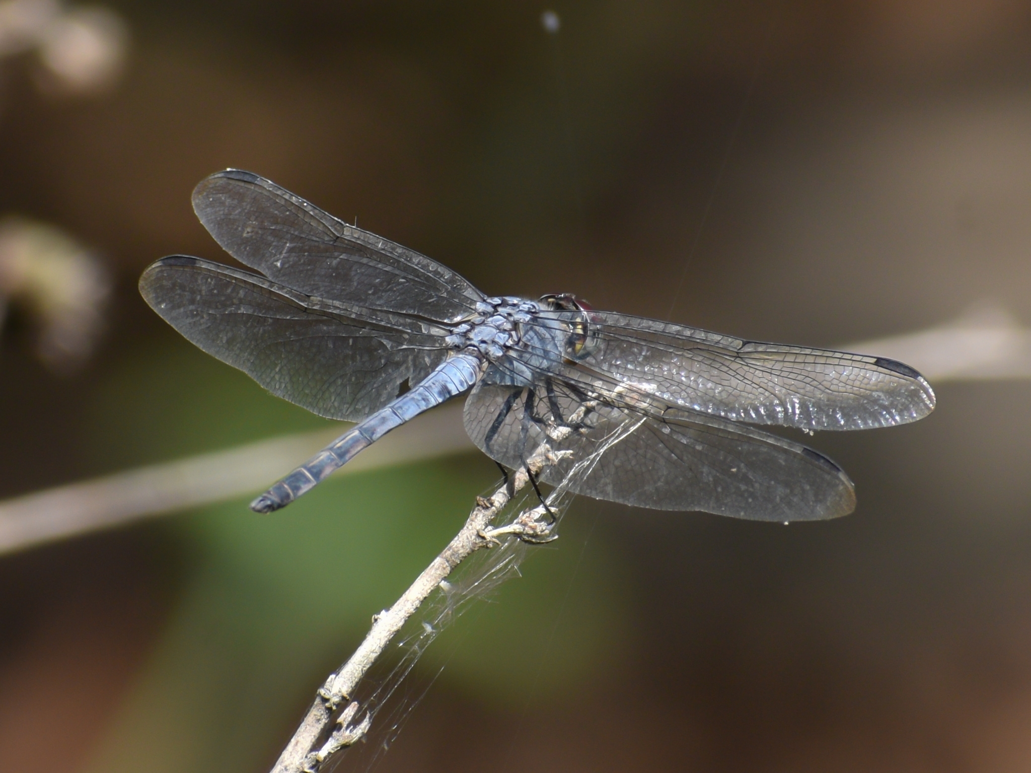 Yellow-Tailed Ashy Skimmer