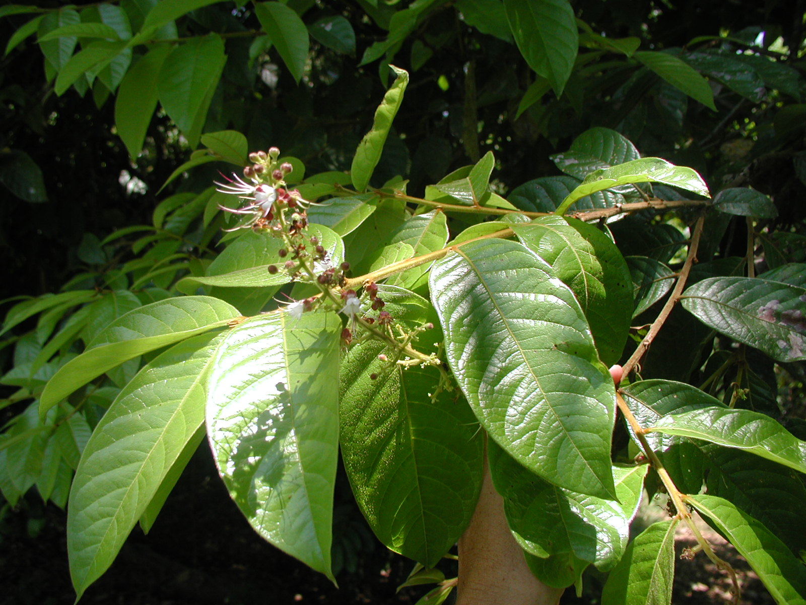 Hirtella americana