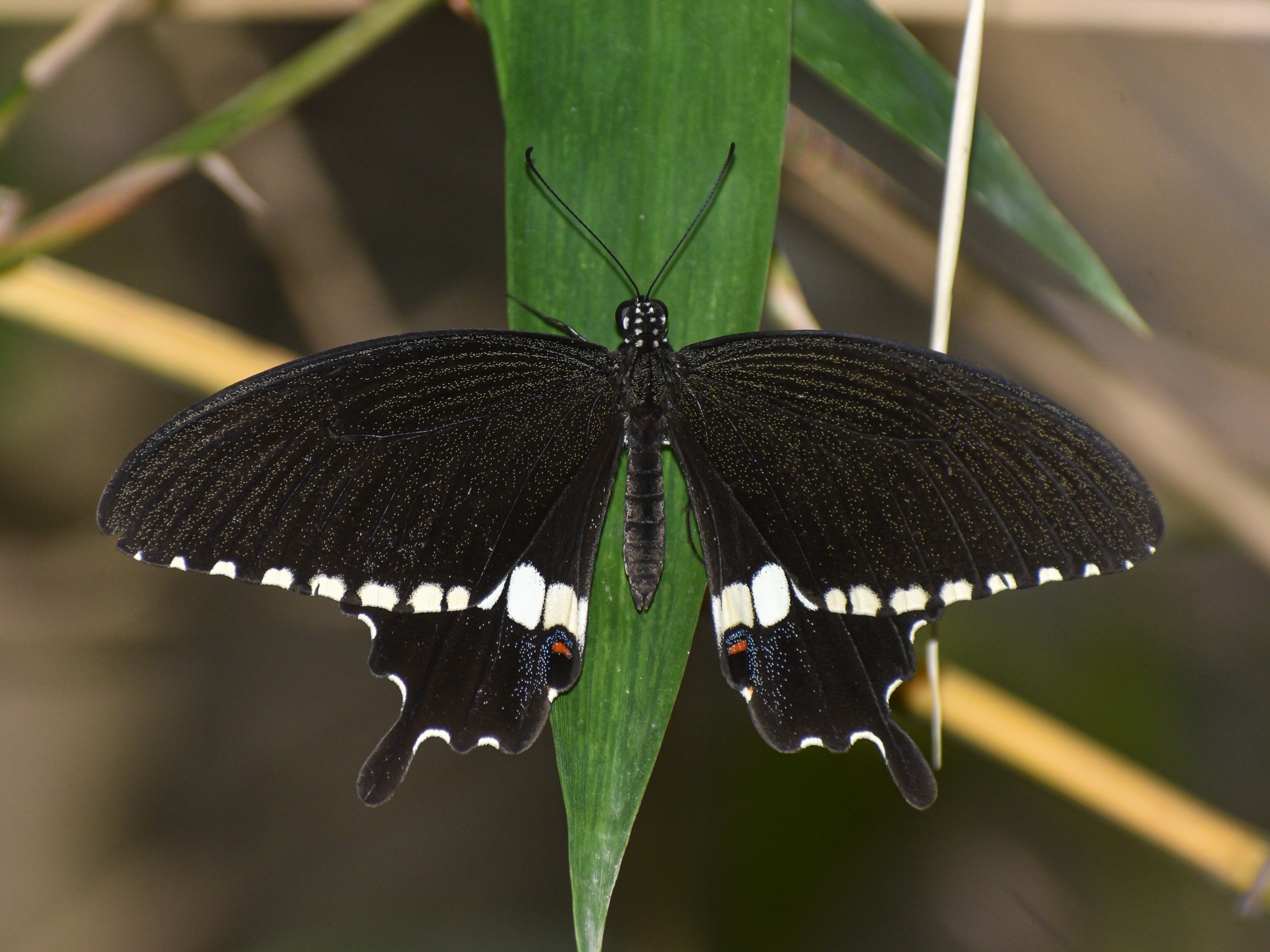 Common Mormon