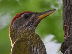 Streak-Throated Woodpecker photo 2