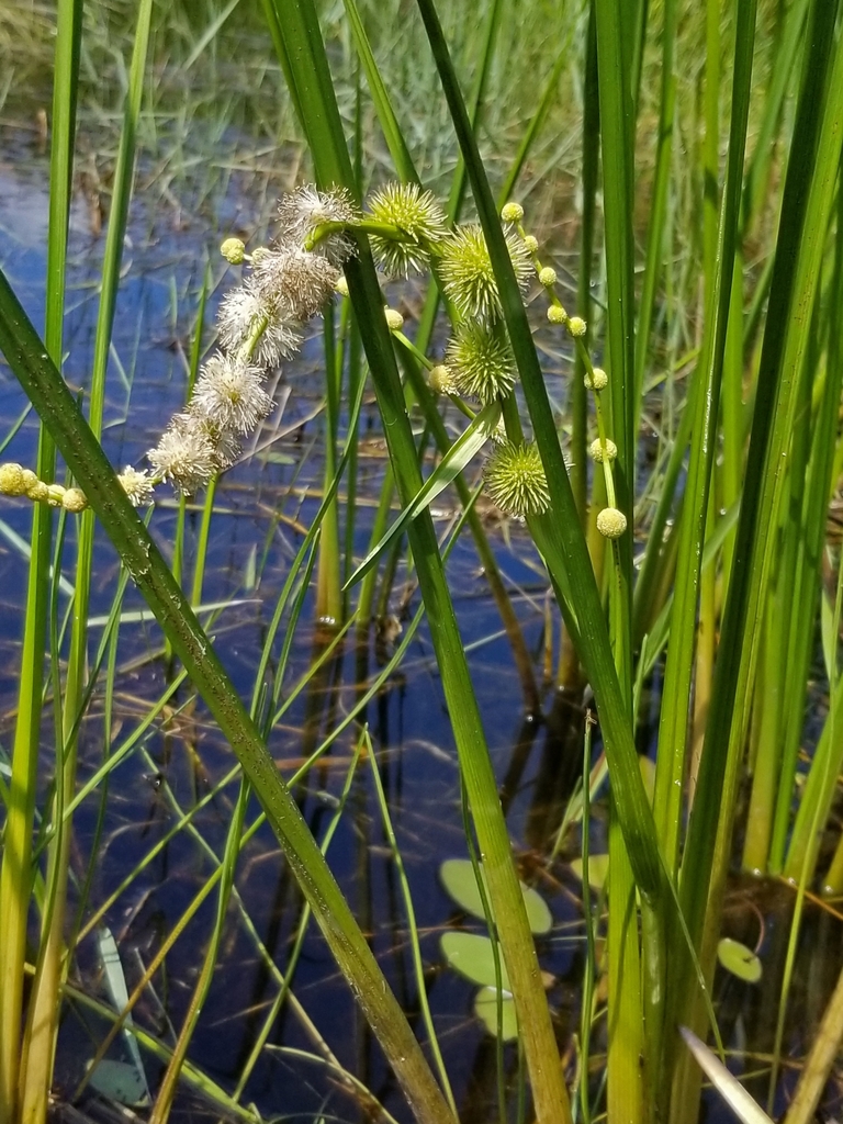 Branching Bur-reed
