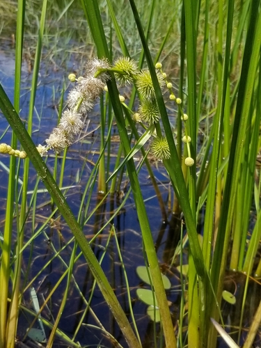Branching Burreed