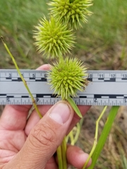 Sparganium androcladum