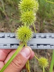 Sparganium androcladum