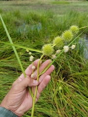 Sparganium androcladum