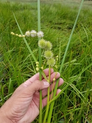 Sparganium androcladum