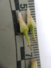 Sparganium androcladum