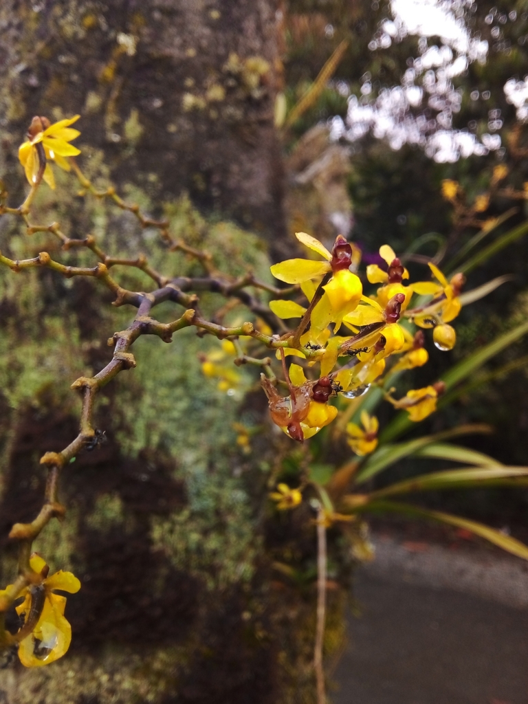 Cyrtochilum murinum