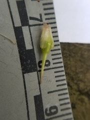 Sparganium androcladum