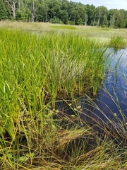Sparganium androcladum