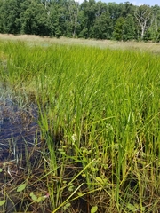 Sparganium androcladum