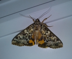 Catocala connubialis