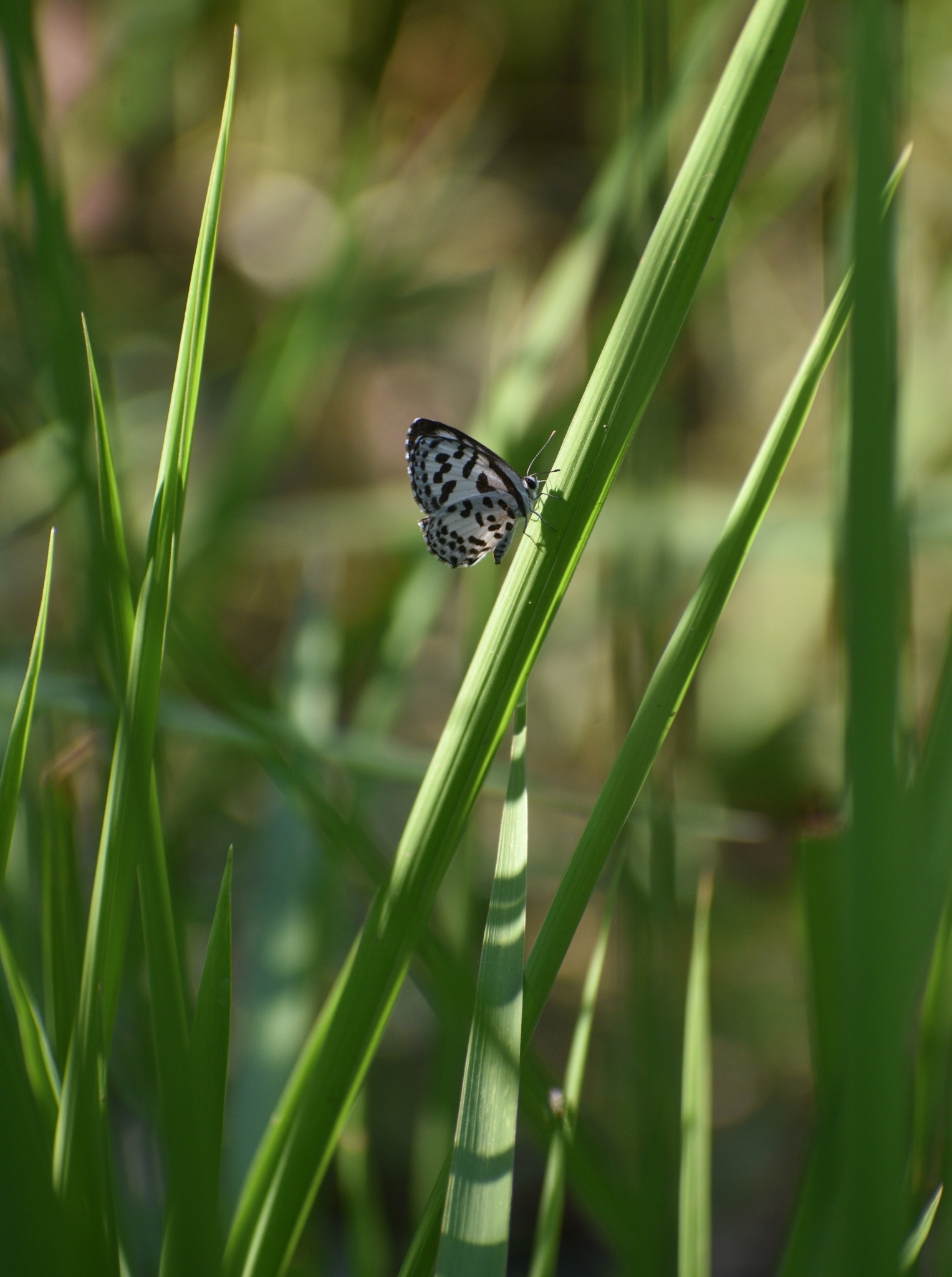 Common Pierrot