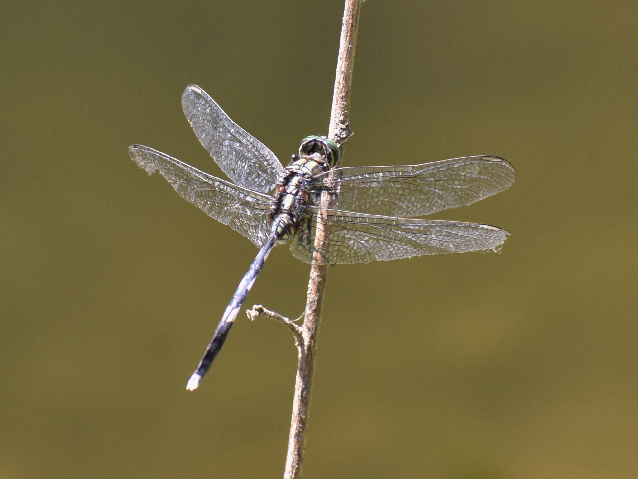 Slender Skimmer