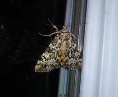 Catocala connubialis