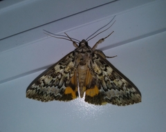 Catocala connubialis