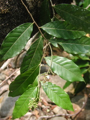 Homalium