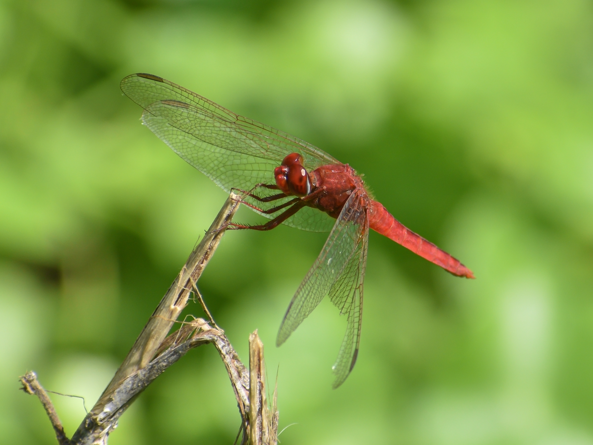Scarlet Skimmer