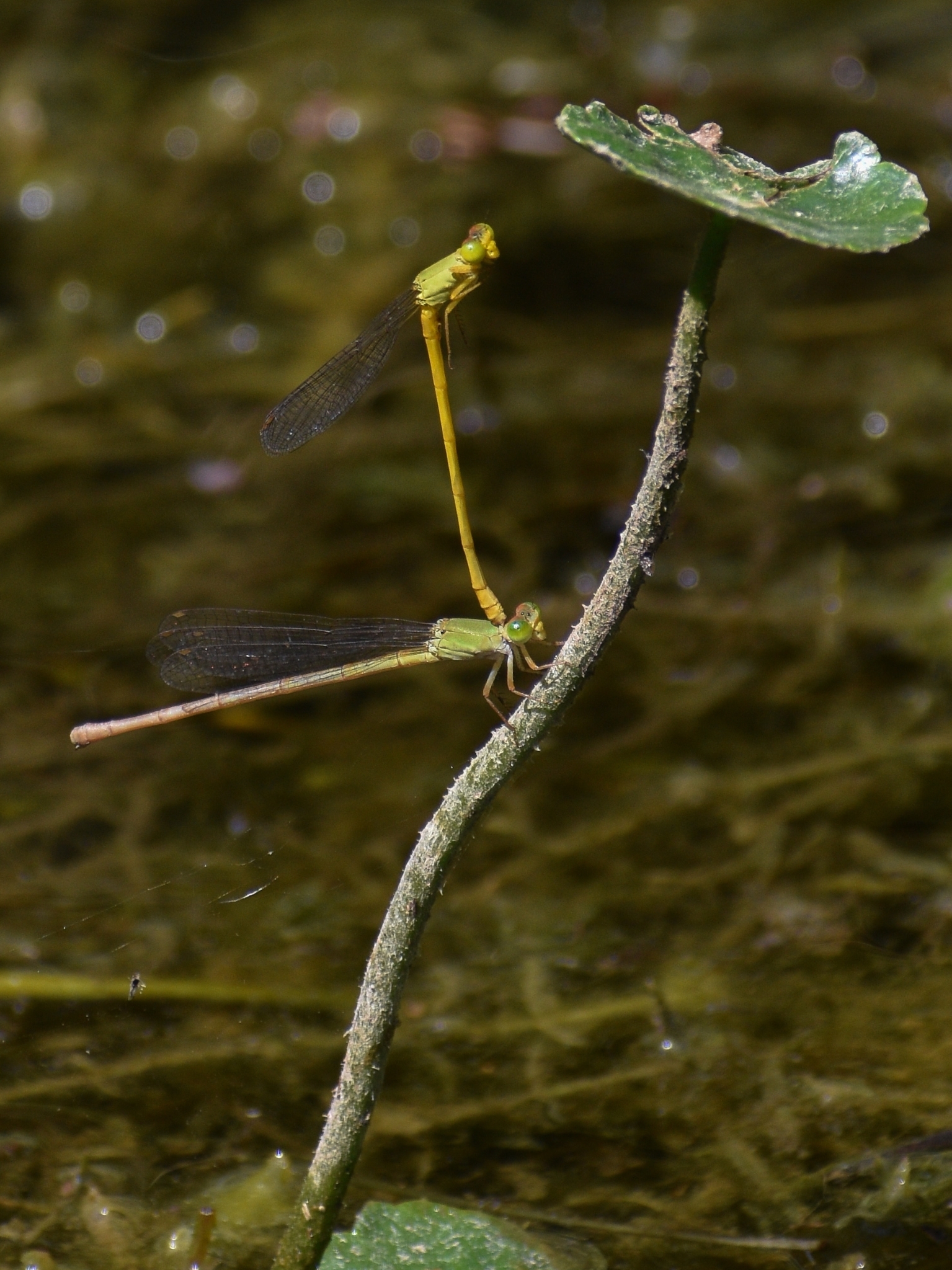 Coromandel Marsh Dart