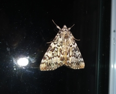 Catocala connubialis