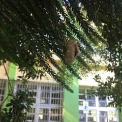 Cryptotympana atrata