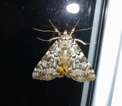 Catocala connubialis