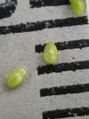 Wolffia brasiliensis