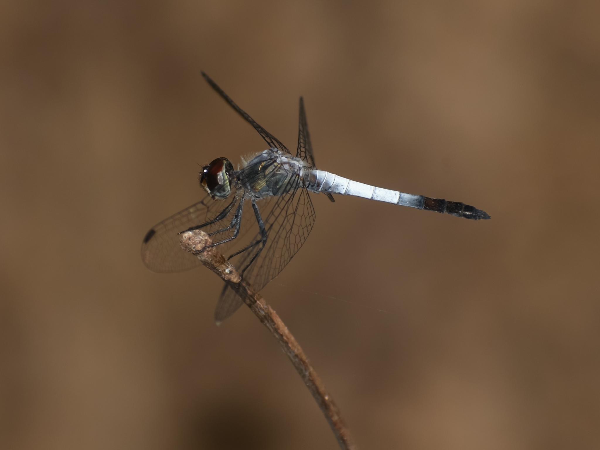 Black-Tailed Dasher