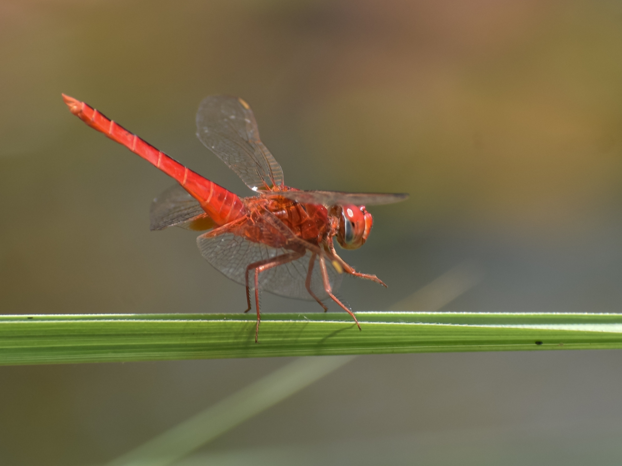 Scarlet Skimmer