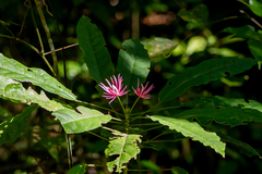 Pavonia multiflora, photograph author not stated, no rights reserved