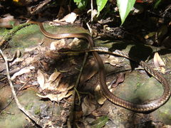 Dendrelaphis ngansonensis