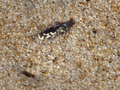 Cicindela latesignata