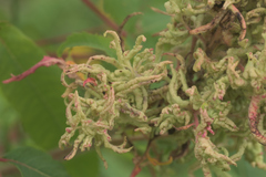 Eriophyes rhoinus