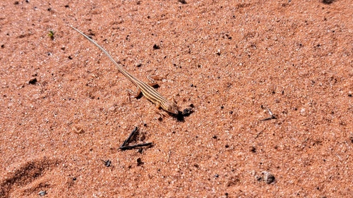 Brenner’s Sand Racer