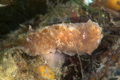 Sclerodoris tarka