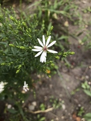 Symphyotrichum urophyllum